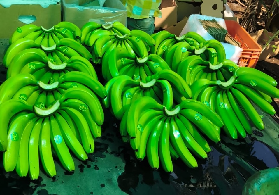 Fresh Banana - Color: Yellow