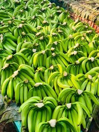 Nendran Green Banana