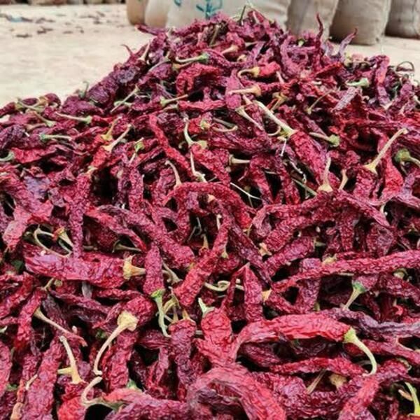 Byadgi Kdl Chillies - Color: Red