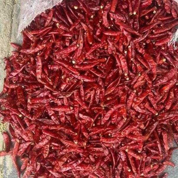 Romi 26 Chilli - Color: Red