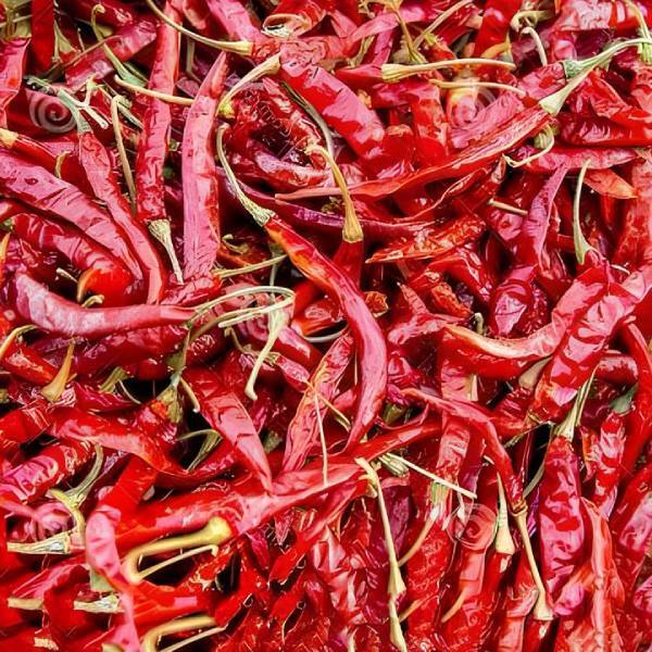 Super 10 Chillies - Color: Red