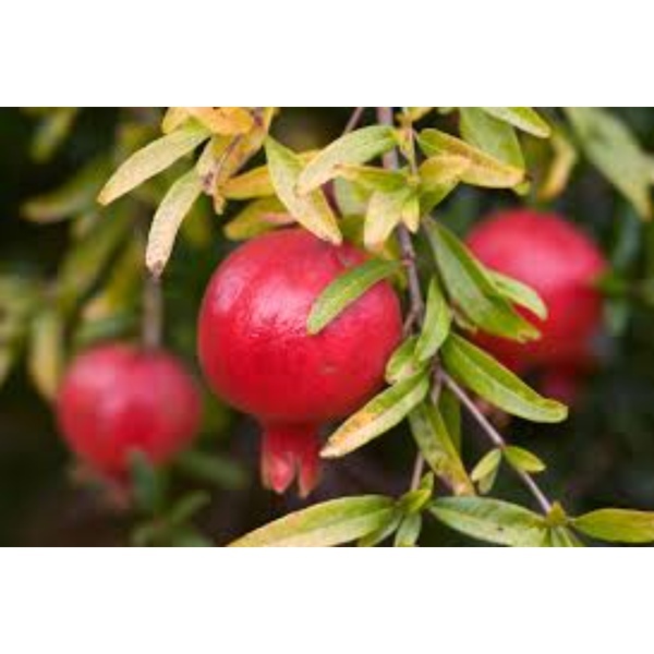 Red Pomegranate - Origin: India