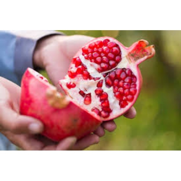 Red Pomegranate - Origin: India
