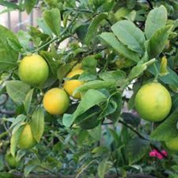 Fresh Lemon - Color: Yellow