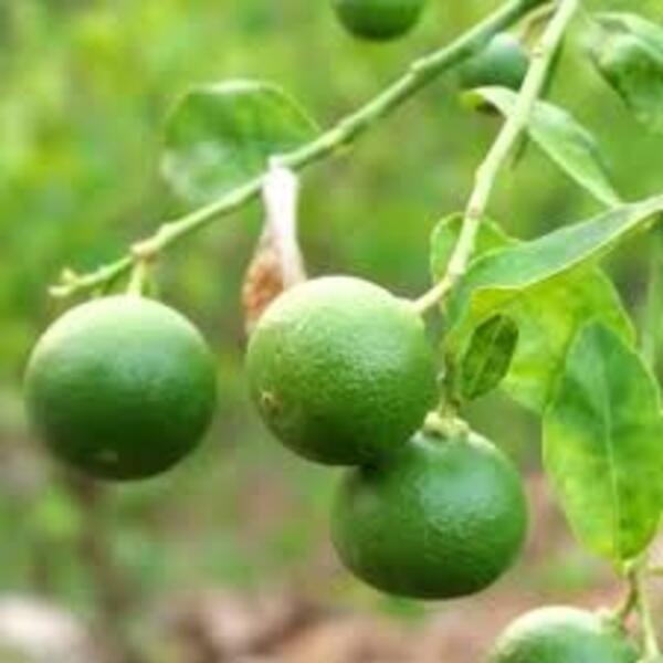 Fresh Lemon - Color: Yellow
