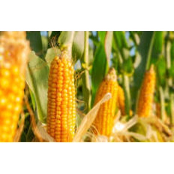 Yellow Maize