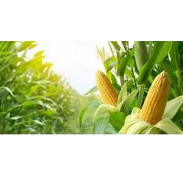 Yellow Maize - Cultivation Type: Organic