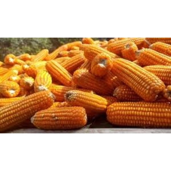 Yellow Maize - Cultivation Type: Organic