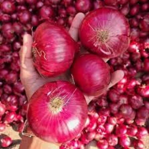 Red Onion - Cultivation Type: Organic