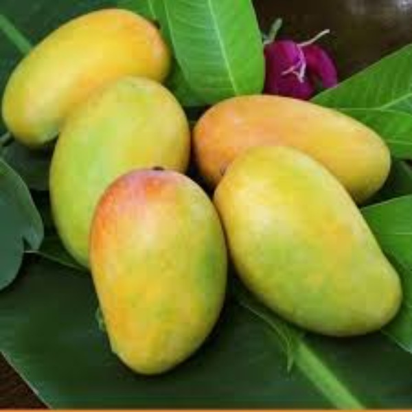 Alphonsomango Fruit - Color: Yellow