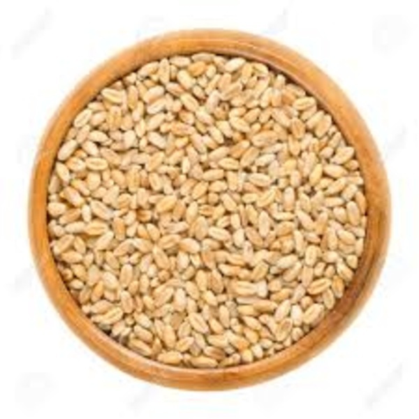 Wheat Grain