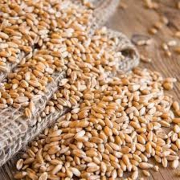 Wheat Grain - Color: Brown