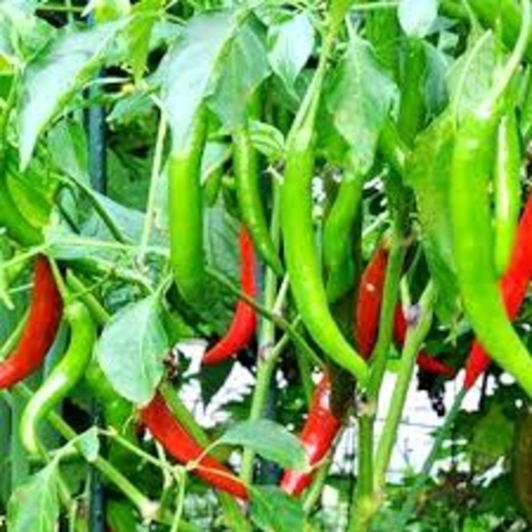 Green Chilies - Cultivation Type: Organic