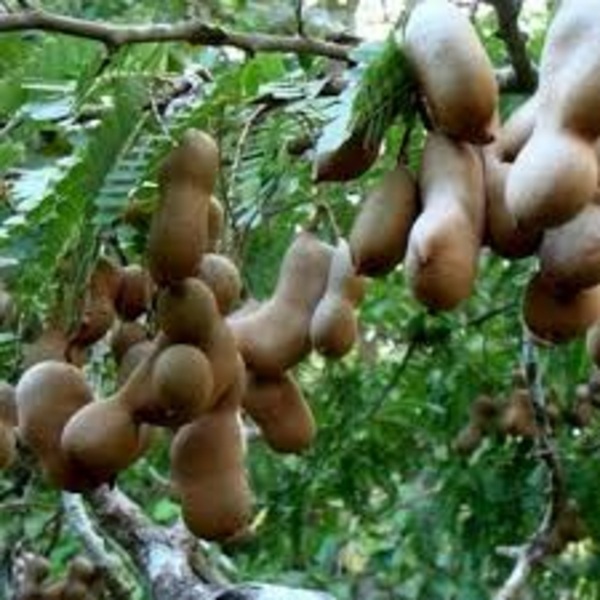 Sweet Tamarind - Color: Brown
