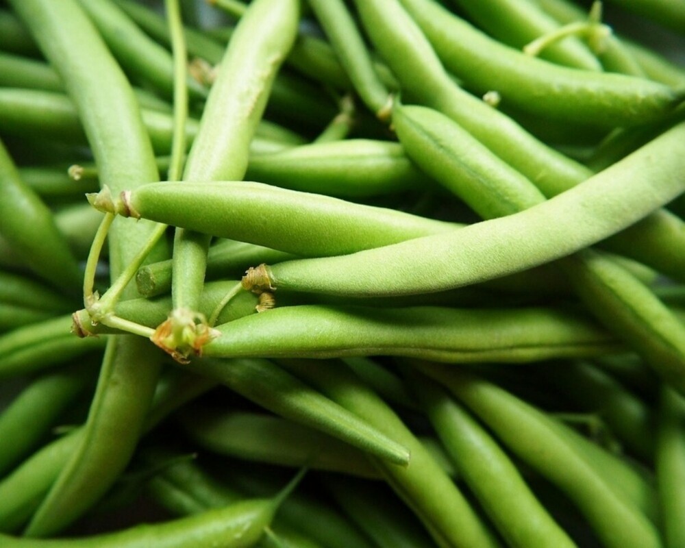 Fresh Beans - Cultivation Type: Organic