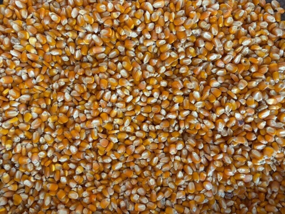 मक्का के बीज