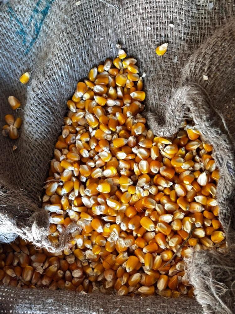 Maize Seedss - Color: Yellow
