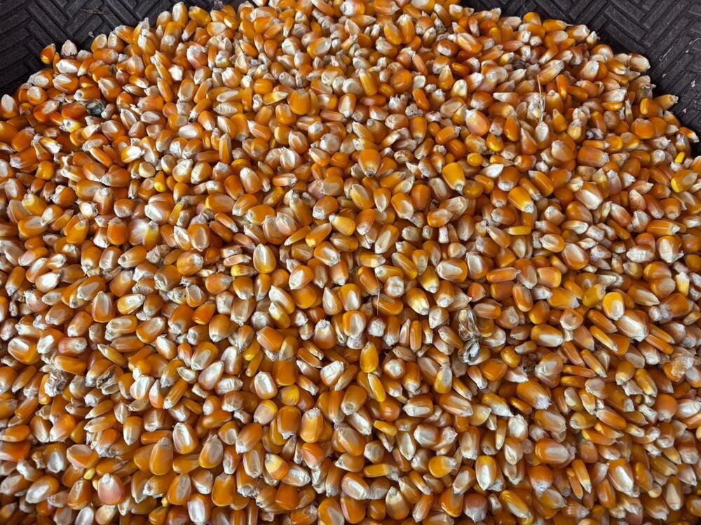 Maize Seedss - Color: Yellow