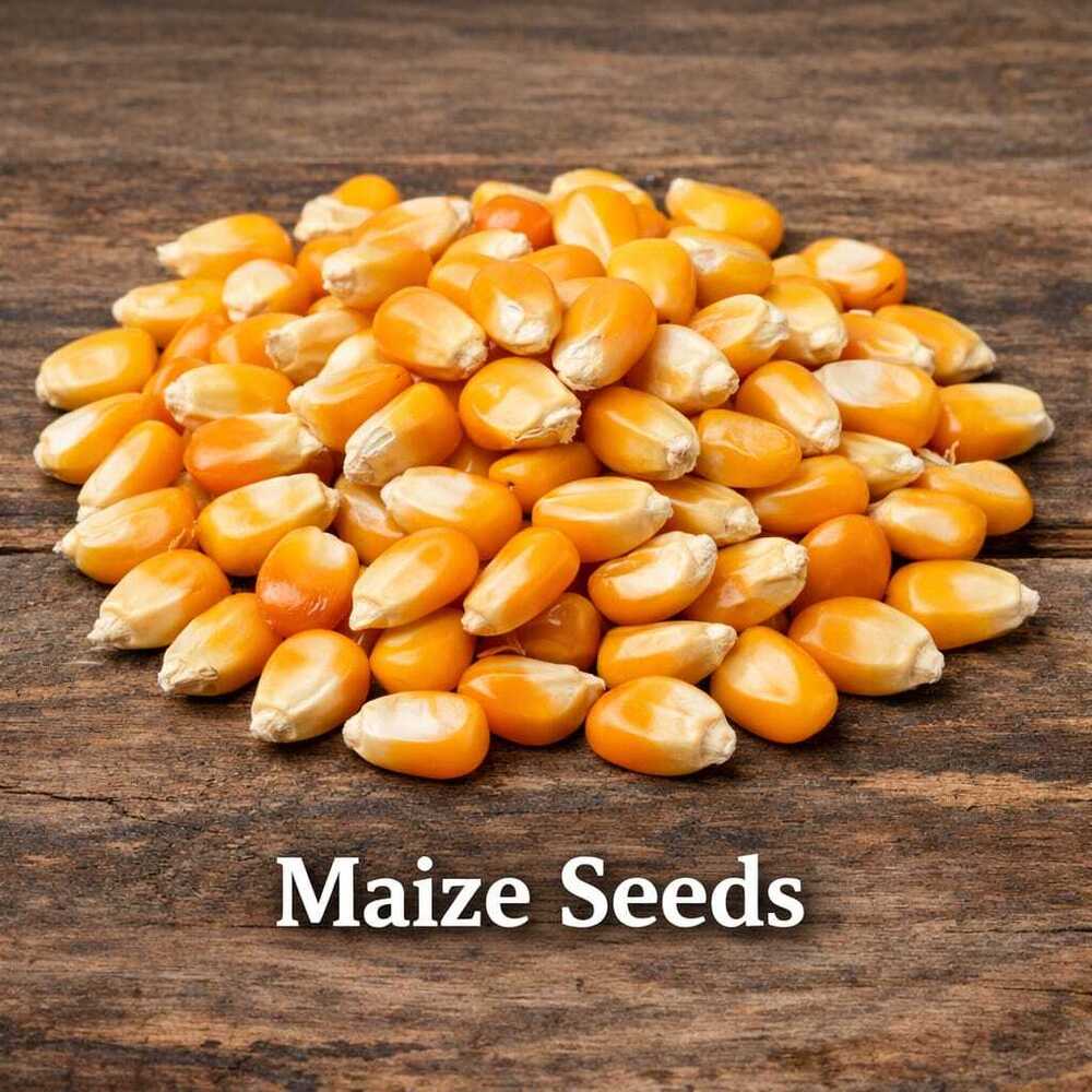 Maize Seedss - Color: Yellow