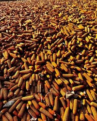 Dry Maize Seeds - Color: Yellow