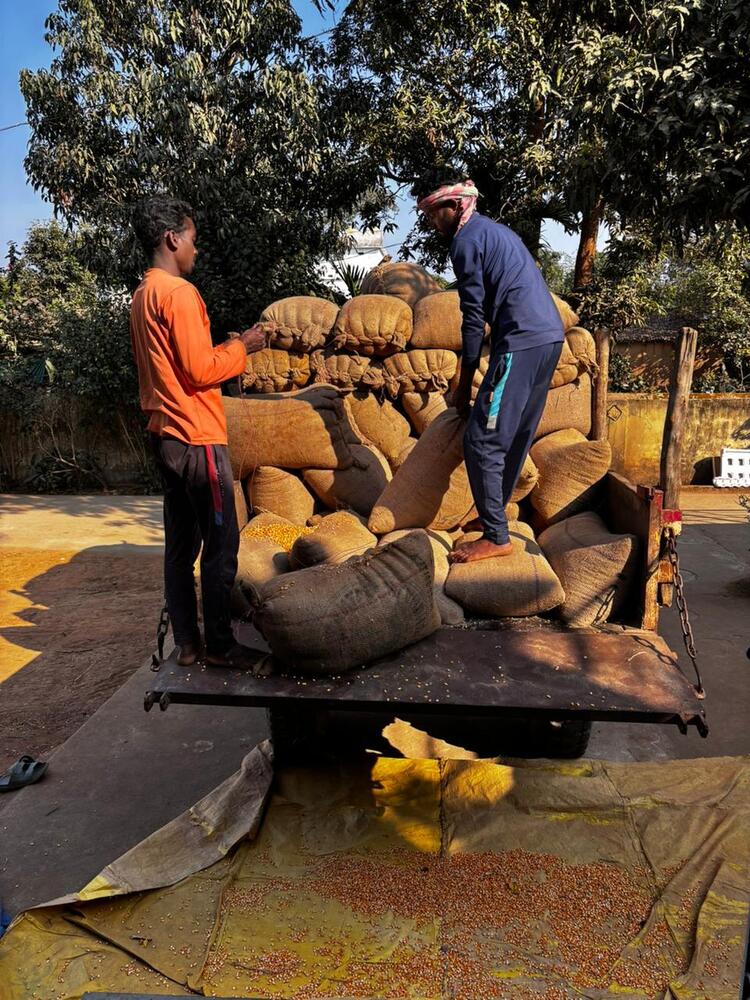 Dry Maize Seeds