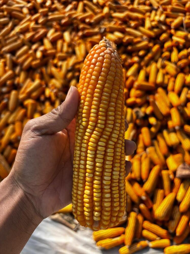Dry Maize Seeds - Color: Yellow