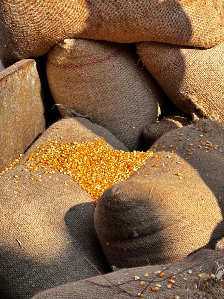Dry Maize Seeds - Color: Yellow