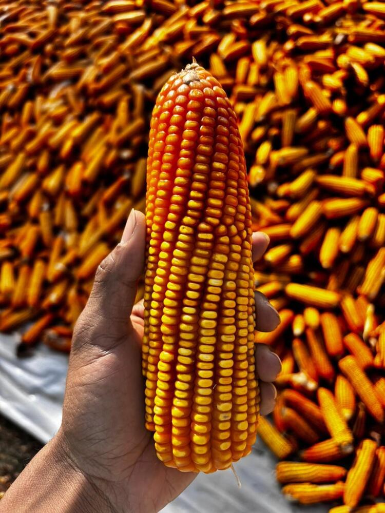 Dry Maize Seeds - Color: Yellow