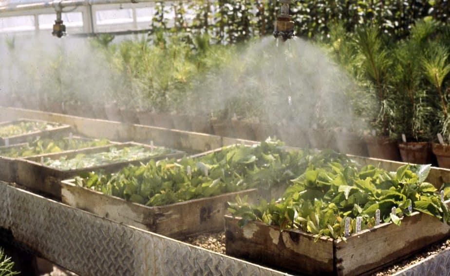 Greenhouse Misting System