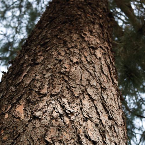 Pinus Patula Sawn Timber