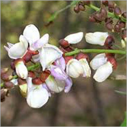 बासिल तेल मेथिल चाविको