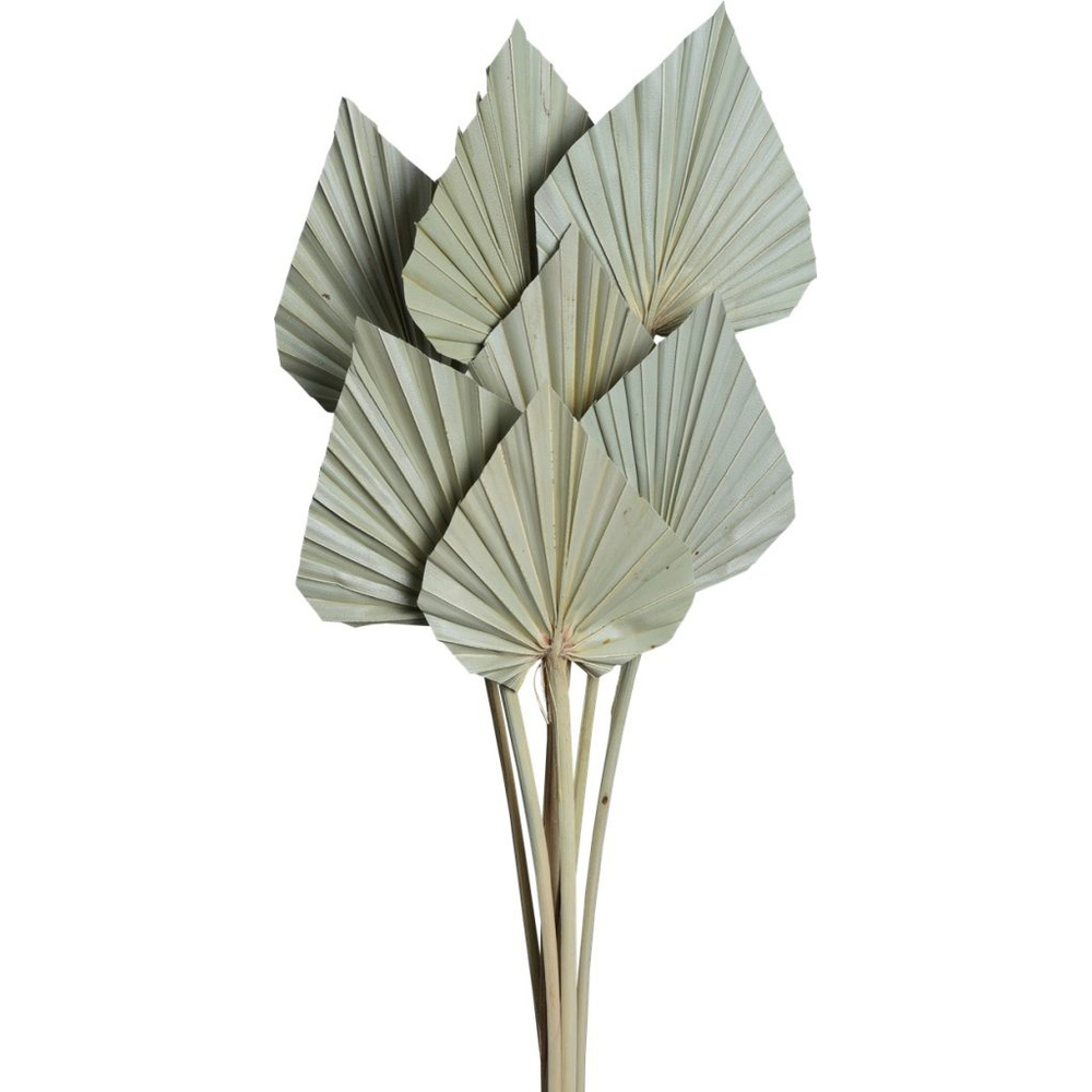Palm Spear Large Exotic Dried Flowers - Color: Different Available