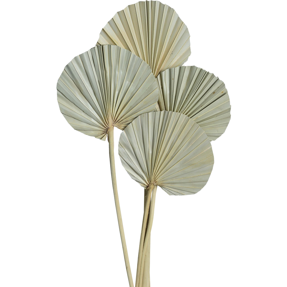 Palm Spear Round Exotic Dried Flowers - Color: Different Available