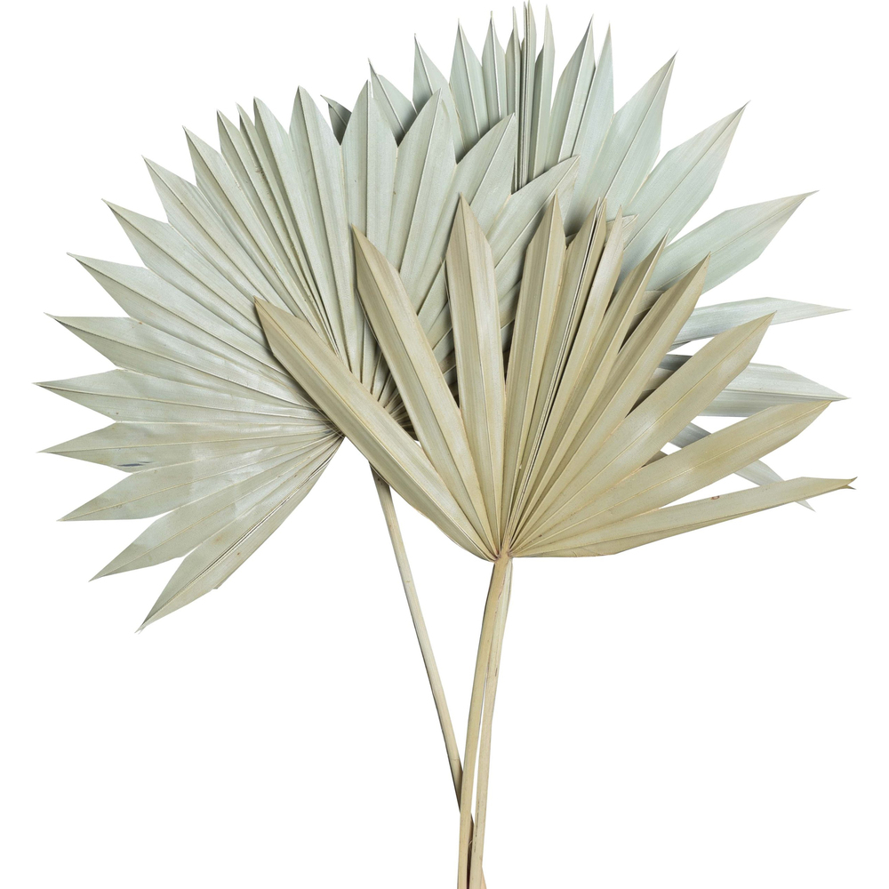 Palm Sun Spear Large Dried Palm Leaves