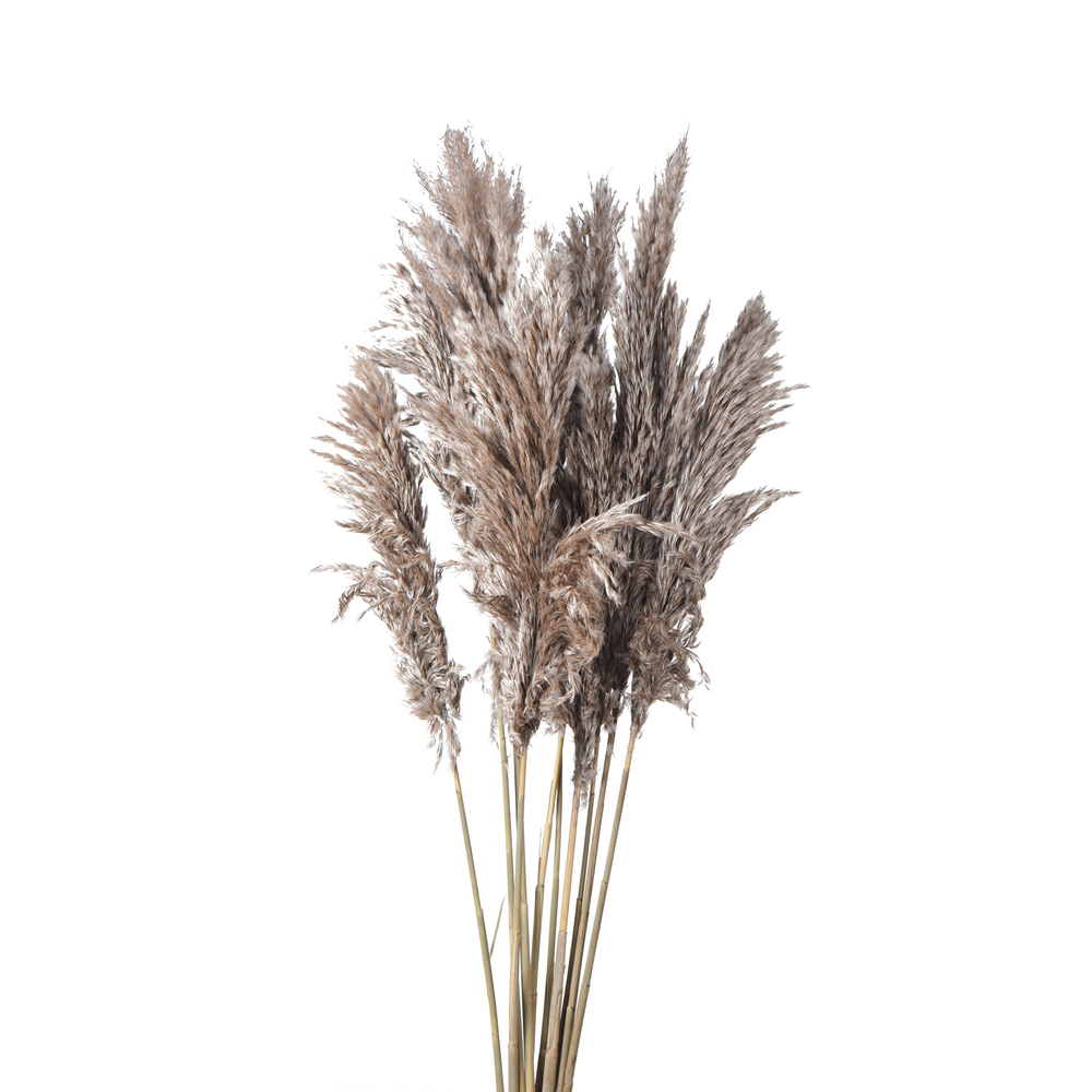 Bamboo Feather Large Natural Grasses And Pampas