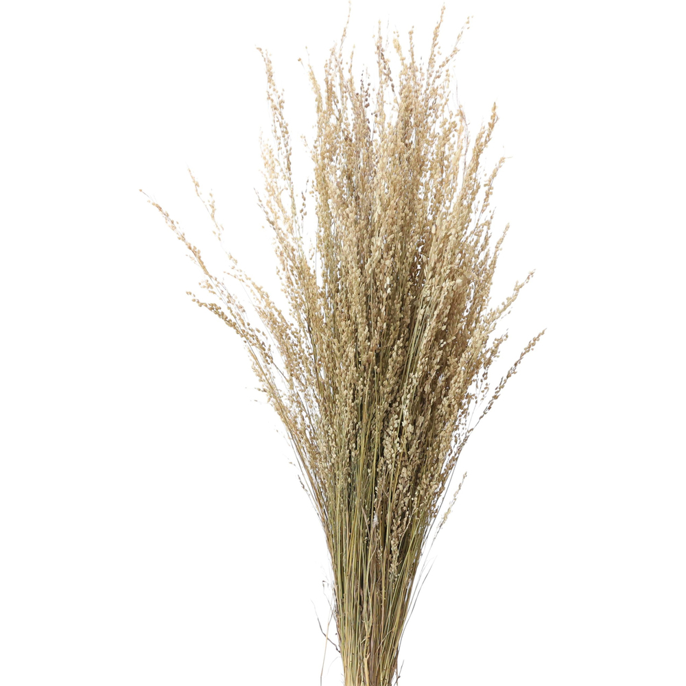 Star Grass Natural Grasses And Pampas - Shelf Life: 1 To 3 Years