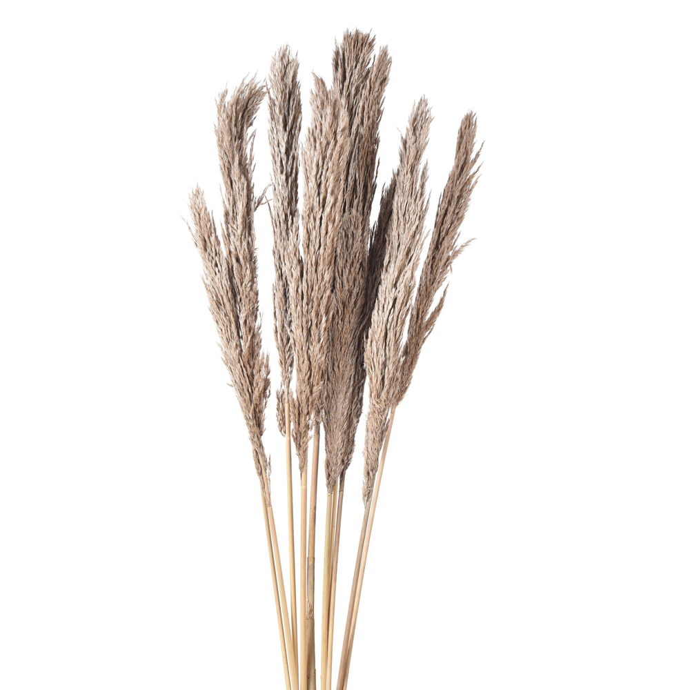 Pampus Mini Indian Natural Grasses And Pampas