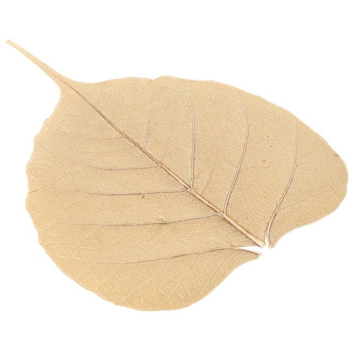 Skeleton Pepal Net Dried Leaves