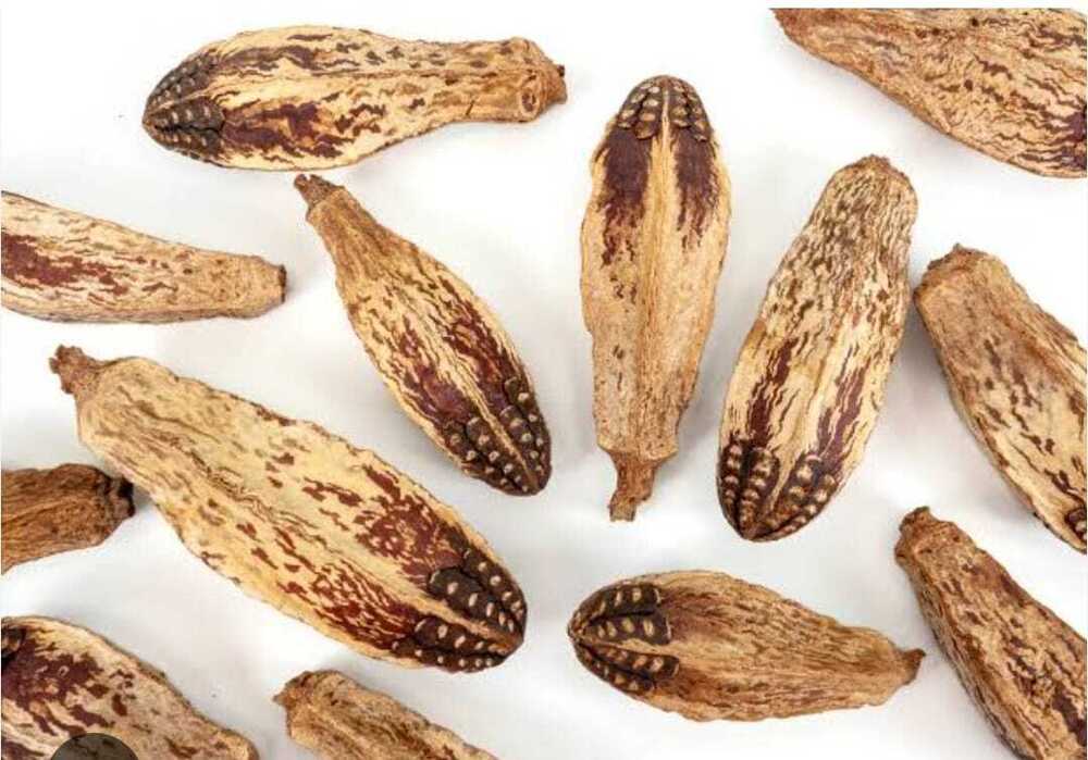 Natural Dried Mahogany Pods