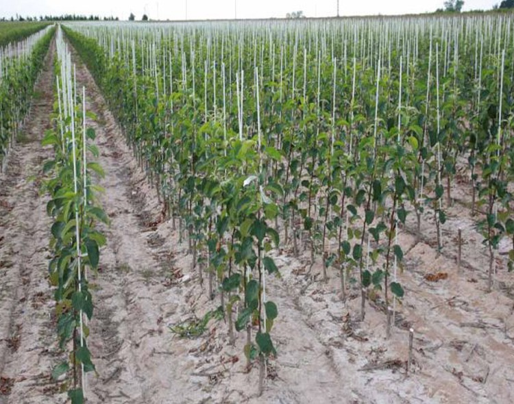 FRP Rebar Crop Suppoting Pol