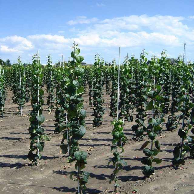 FRP Rebar Crop Suppoting Pol