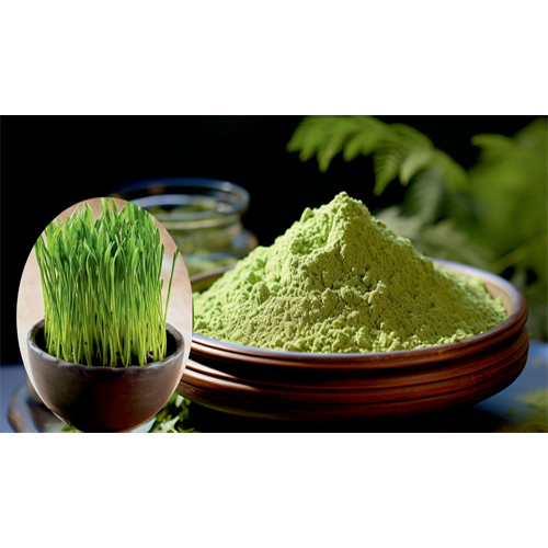 Wheat Grass Powder - Grade: A