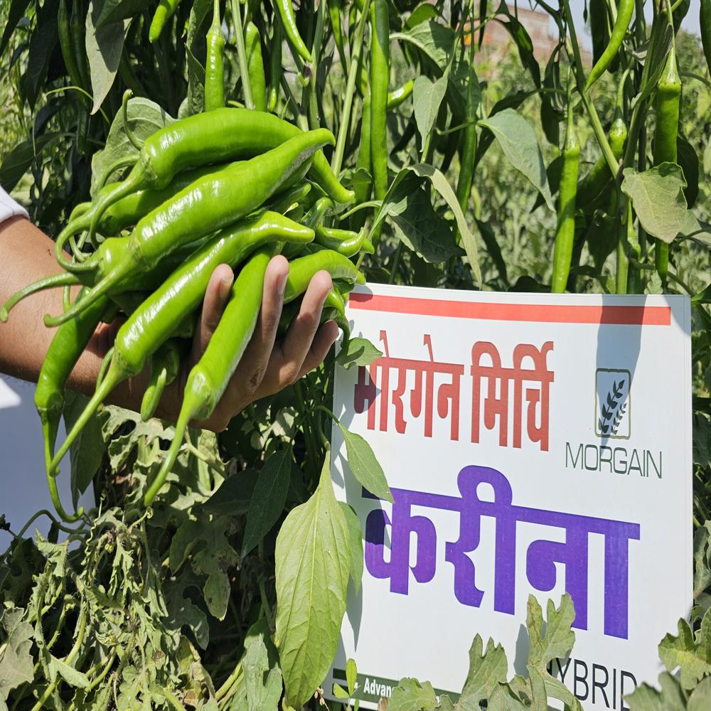 Kareen MCH-22 F1 Hybrid Cilli Seed