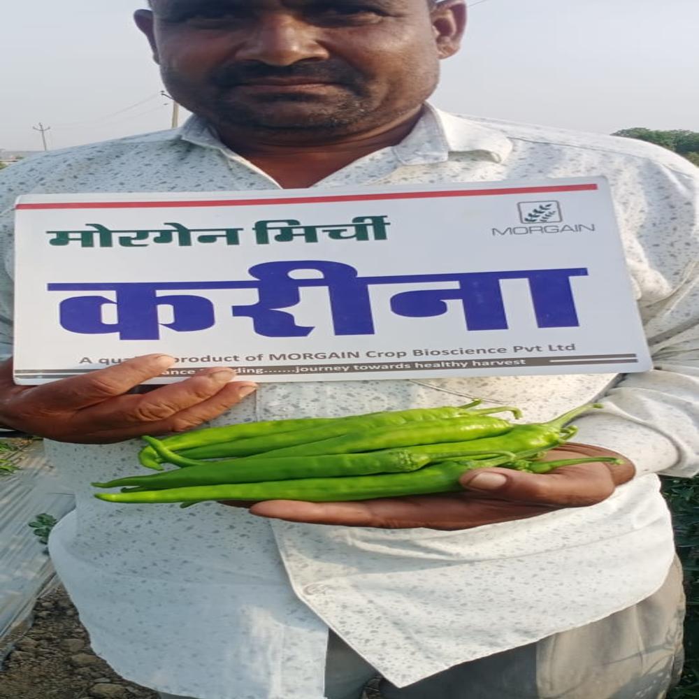 Kareen MCH-22 F1 Hybrid Cilli Seed