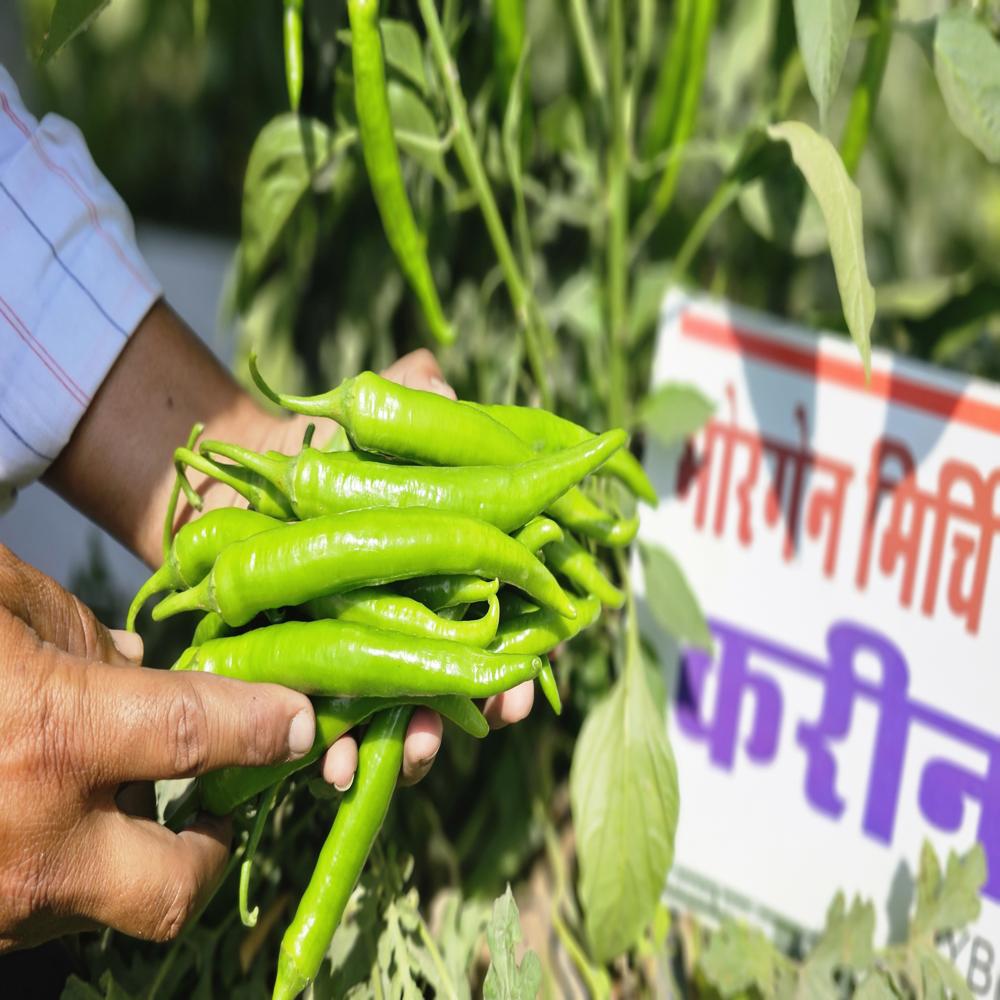 Kareen MCH-22 F1 Hybrid Cilli Seed