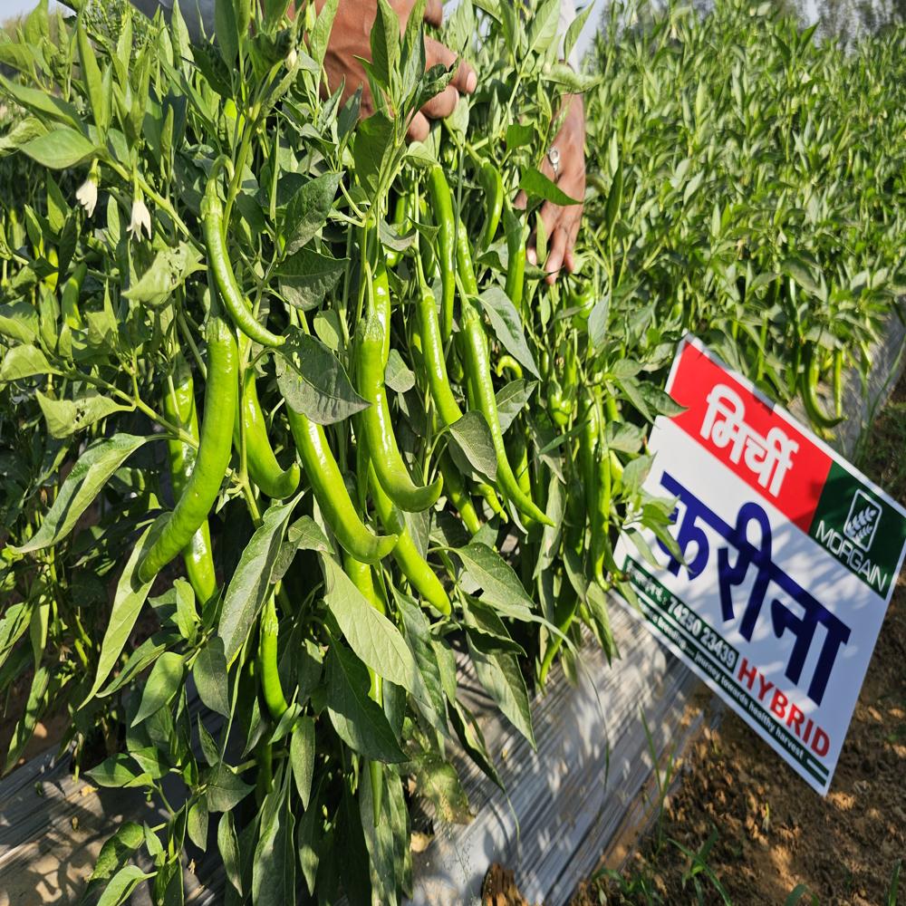 Kareen MCH-22 F1 Hybrid Cilli Seed