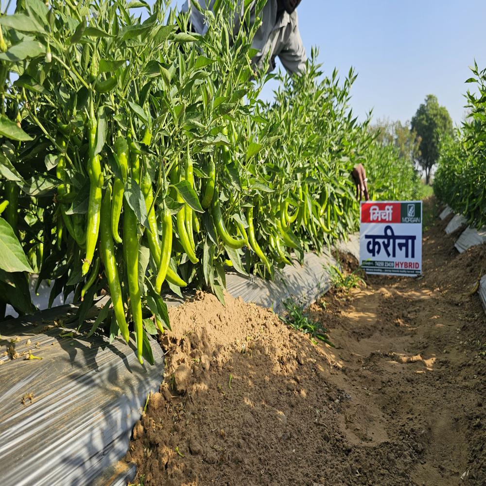 Kareen MCH-22 F1 Hybrid Cilli Seed