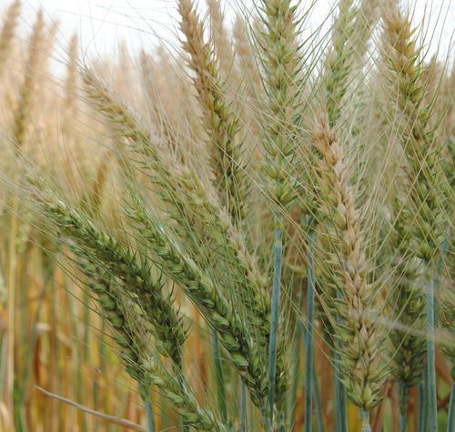 गेहूँ का बीज