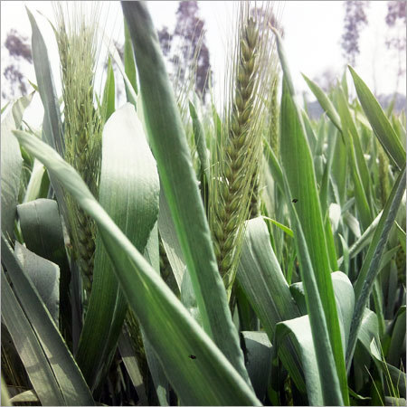 गेहूँ के बीज