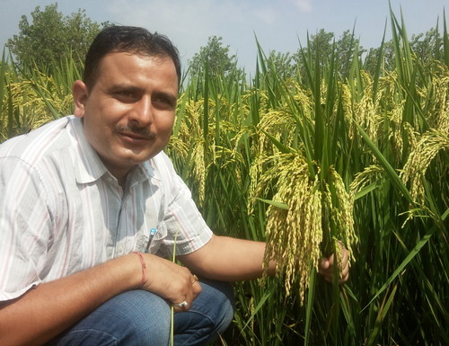 ताजा धान बीज